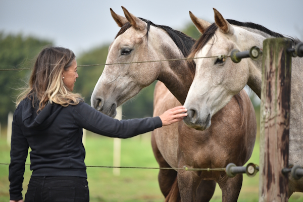 Deux jeunes chevaux face à Anne-Gaëlle Goachet pendant une visite d'accompagnement nutritionnel d'un élevage de pur-sang arabes en Bretagne
