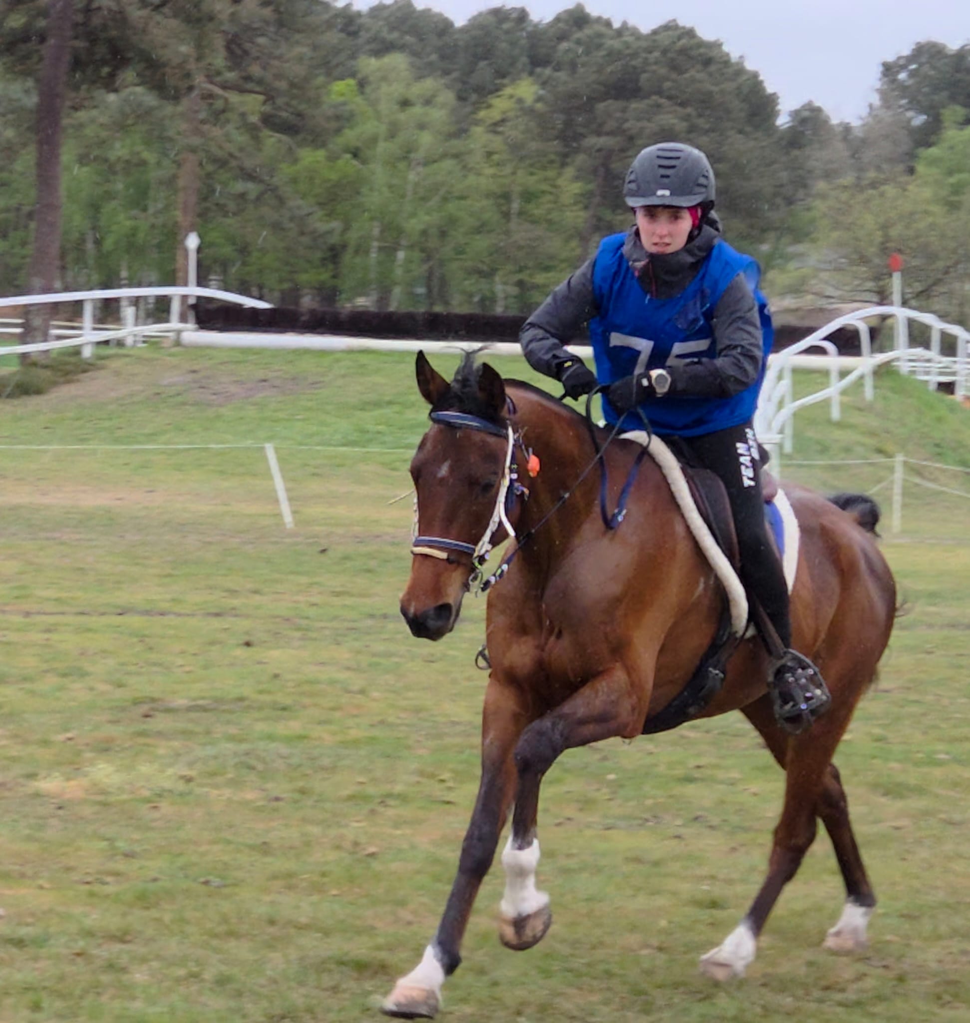 un cheval suivi en nutrition équine par hermoga en course internationale d'endurance équestre