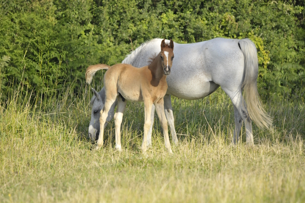 un poulain et la jument poulinière dans un pré suivis en nutrition équine par Hermoga