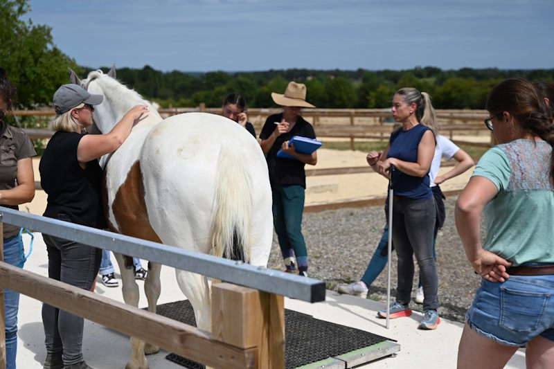 les élèves de la formation professionnelle Les Fondamentaux de la nutrition équine réunis autour d'Anne-Gaëlle Goachet lors de la journée en présentiel : ici, palpation d'un cheval pour estimer sa note d'état corporel